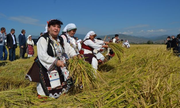 Во вторник започнуваат 26. „Денови на кочанскиот ориз“