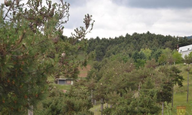 Советот на Општина Кочани бара итен третман на боровиот четник во кочанските шуми