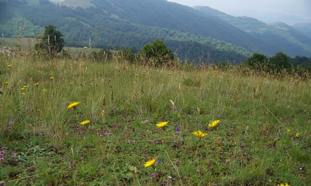 Јавната расправа за прогласување на дел од Осоговските Планини за заштитено подрачје ќе се одржи во салата на Спомен-домот „АСНОМ“