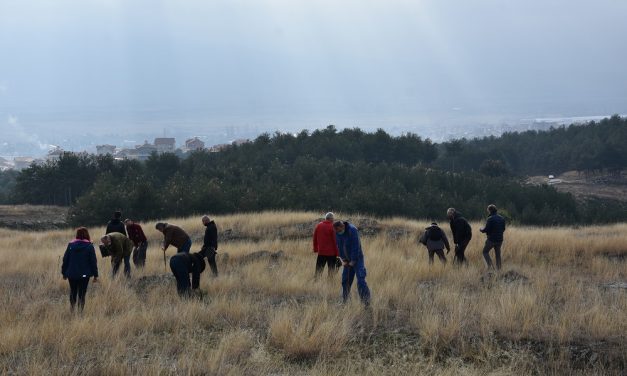 Нови насади од бор и багрем во месноста Пресечена Скала – реализирана акцијата за пошумување од Општина Кочани