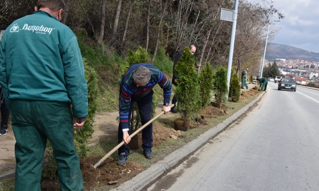 Засадени нови садници туја на влезот во Кочани