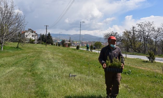 Засадени двесте садници на влезот во Кочани