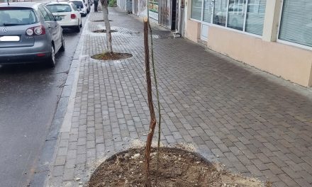 Нови садници  на „Тодосија Паунов“ – компензациско садење на дрвја