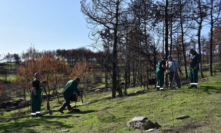 Почна пошумувањето на дел од опожарените површини во околината на Кочани