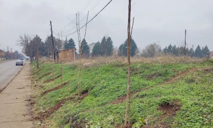 Нови садници на „Скопска“ – компензациско садење на дрвја