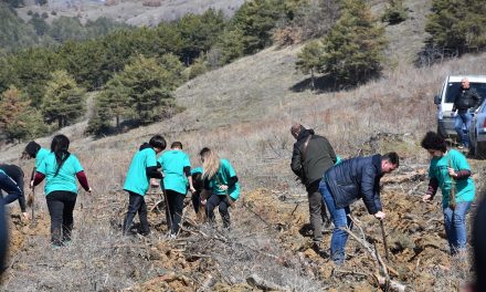Реализирана акција за пошумување на дел од опожарените површини во околината на Кочани