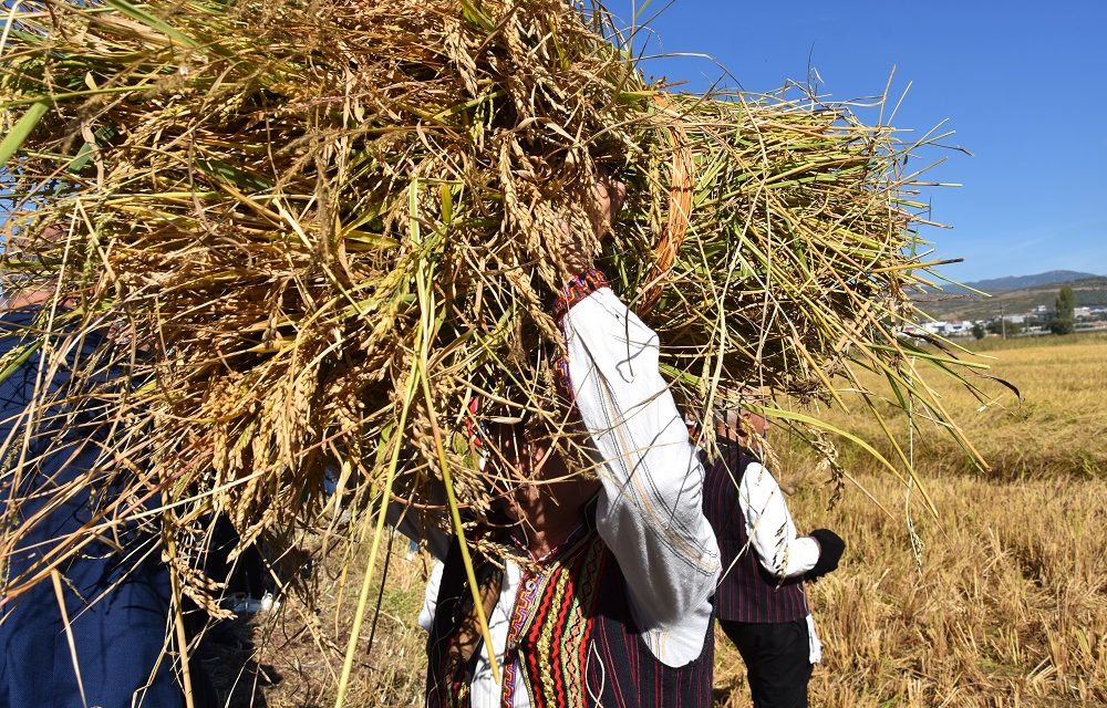 Зажнејување со срп и вршидба на ориз – традиционалните обичаи дел од „Денови на кочанскиот ориз 2022“