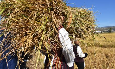 Зажнејување со срп и вршидба на ориз – традиционалните обичаи дел од „Денови на кочанскиот ориз 2022“