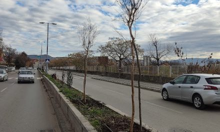 Засадени 50 дрвја во градското подрачје