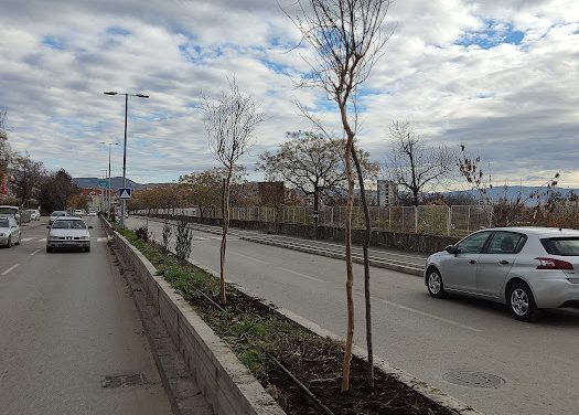Засадени 50 дрвја во градското подрачје