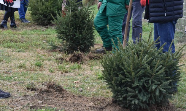 120 нови садници на повеќе јавни површини во Кочани