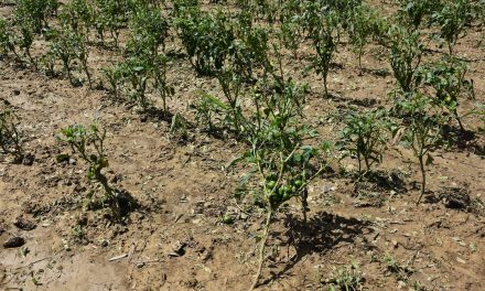 Невремето проследено со град предизвика штети на земјоделски насади во Кочанско