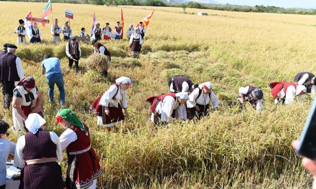 Приказ на обичаите зажнејување и вршидба на ориз на традиционален начин